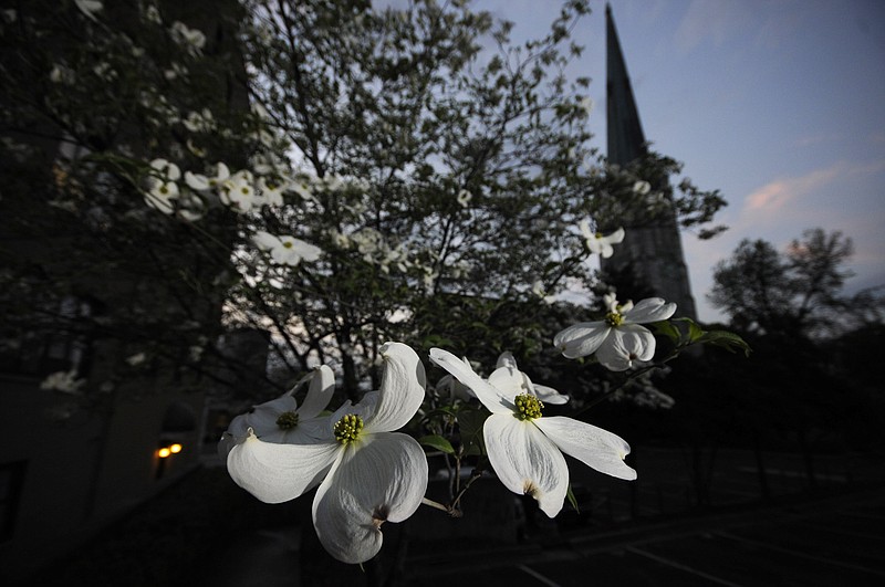 Dogwoods are seen in full bloom around the old First Centenary United Methodist Church in April 2013.