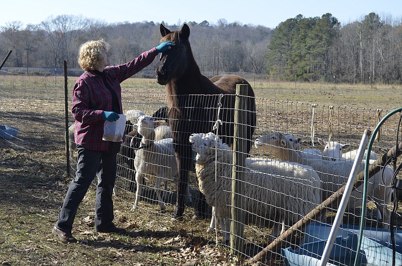 D.B. Reisen, owner of Bo Peep's Black Sheep, treats her horse Daisy to a snack at Coolidge Urban Farm. Reisen co-owns the sustainable family farm on Davidson Road with her son, Aaron Coolidge. (Staff photo by Myron Madden)