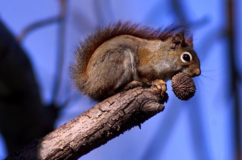 A red squirrel sits in a tree with a meal of a black walnut in his mouth in this file photo. More than 1,400 Tennessee plant and animal species are listed as being in the greatest need of conservation, inclduing the red squirrel. (AP Photo/Amy Sancetta, File)