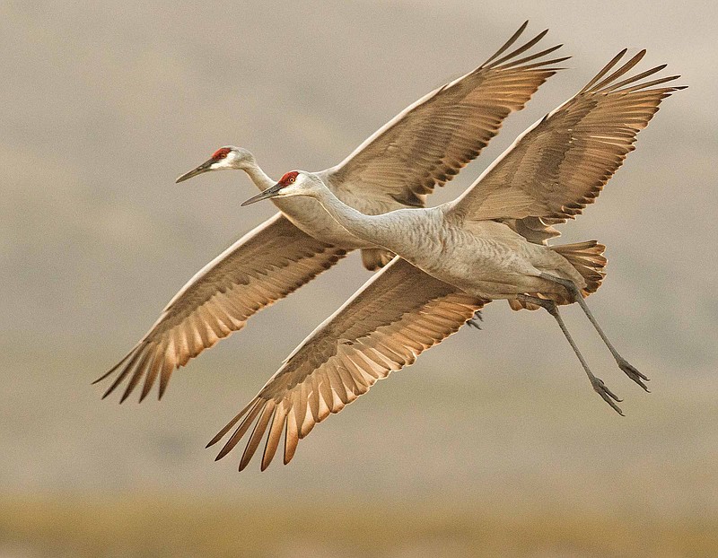 Thousands of Sandhill Cranes will be migrating over the Tennessee Valley in coming weeks.