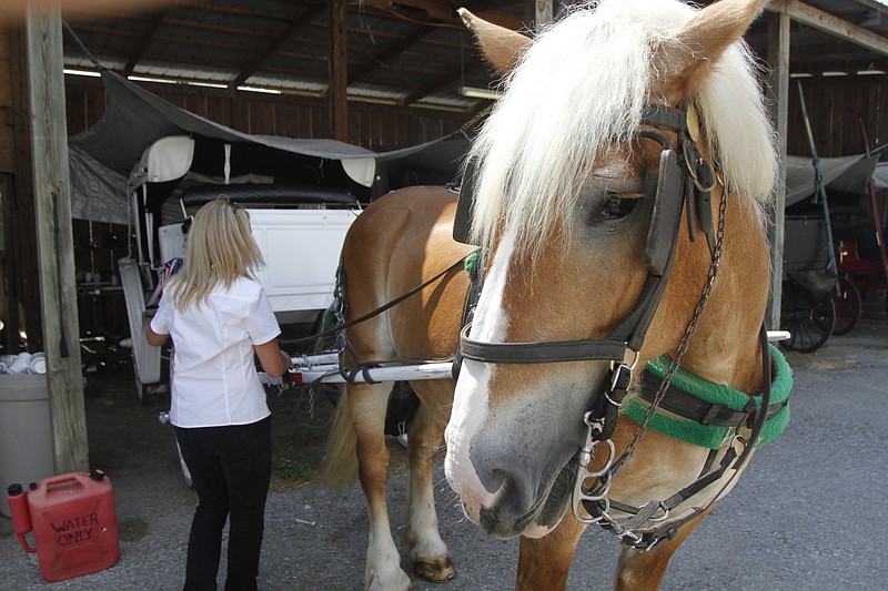 Driver Vickie LaRose, who has been training horses for 15 years, rigs up Junebug, a 14-year-old Belgian draft horse, for a ride on Sunday afternoon. Mark Neal is selling his 14th Street stable facilities near the Chattanooga Choo-Choo and relocating his horse-drawn carriage tour business to a more distant location.