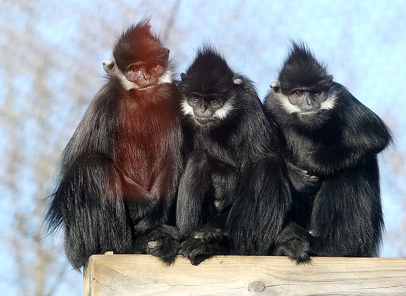 Francois langurs huddle together to warm up Tuesday, Jan. 2, 2018, at the Chattanooga Zoo at Warner Park in Chattanooga, Tenn. Zoo employees have to move the langurs indoors in cold weather because they would stay outdoors no matter the temperature otherwise. 