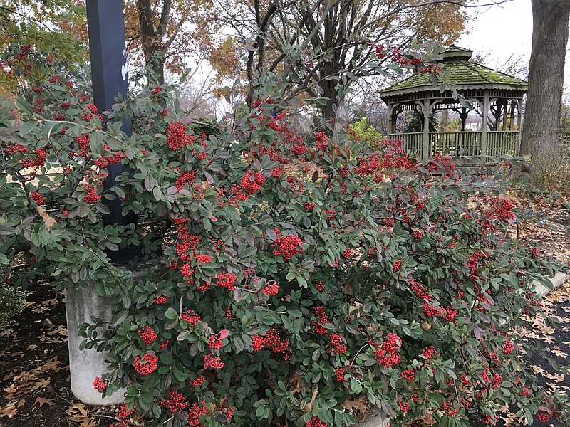 Unlike similar species, there are multiple reasons to recommend Parney cotoneaster (C. lacteus), including resistance to drought, diseases and insects. The low-maintenance shrub produces clusters of small white flowers in late spring that give way to bright red berries in winter.