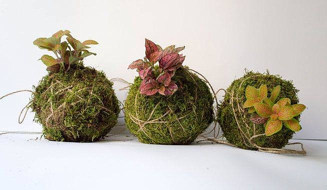 The kokedama class scheduled Jan. 13 at Signal Mountain Nursery introduces participants to a form a bonsai that binds a moss ball with string to become structural art.