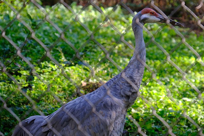 Reflection Riding Arboretum and Nature Center has two sandhill cranes in its wildlife exhibit. Participants in the center's upcoming sandhill crane migration viewing event will have an opportunity to see the pair up close before traveling to see thousands gathered at the Hiwassee Wildlife Refuge as the majestic birds head south for the winter. (Contributed photo)