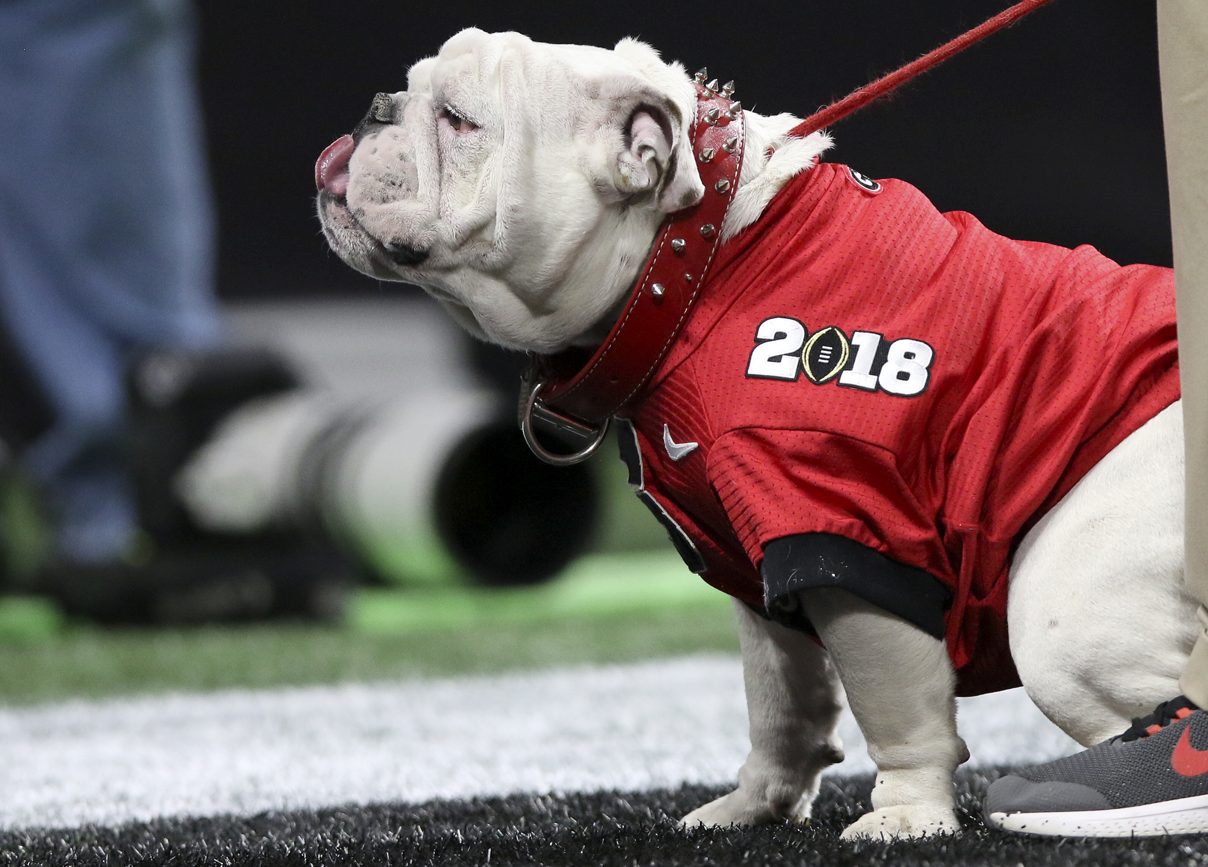 Georgia mascot Uga sticks his tongue out before the College Football Playoff national championship between Alabama and Georgia at Mercedes-Benz Stadium on Monday, Jan. 8, 2018 in Atlanta, Ga.