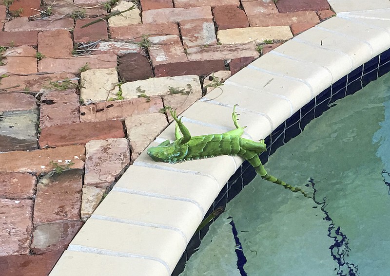 An iguana that froze lies near a pool after falling from a tree in Boca Raton, Fla., Thursday, Jan. 4, 2018. It's so cold in Florida that iguanas are falling from their perches in suburban trees. (Frank Cerabino/Palm Beach Post via AP)