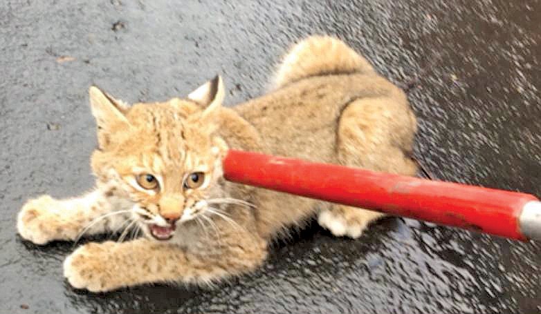 A bobcat was captured by Dunlap, Tenn., police and an officer with the Tennessee Wildlife Resource Agency on Friday. (Photo: Dunlap, Tenn., Police Department)