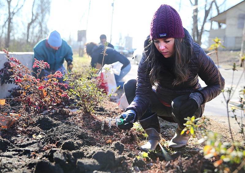 Kirby Yost works to break up frozen chunks of mulch while planting bulbs along West 40th Street during MLK Day of Service hosted by the Office of Multicultural Affairs Monday, Jan. 15, 2018 in Chattanooga, Tenn. Projects included landscaping work, clearing debris, trail maintenance, painting and more.