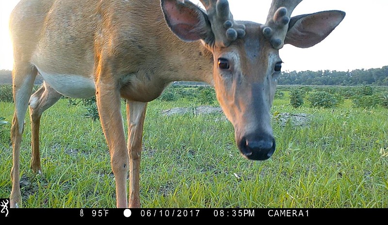 Motion-activated cameras capture animals being wild, weird | Chattanooga  Times Free Press