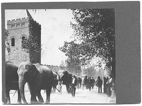 Elephants parade down a Chattanooga street before P.T. Barnum's traveling circus performance.