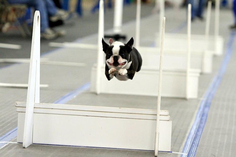 A flyball track includes four hurdles spaced 10 feet apart. Racing dogs leap the hurdles to reach a spring-loaded box that releases a tennis ball. After catching the ball, the dog returns over the hurdles to cross the finish line. (Contributed Photo)