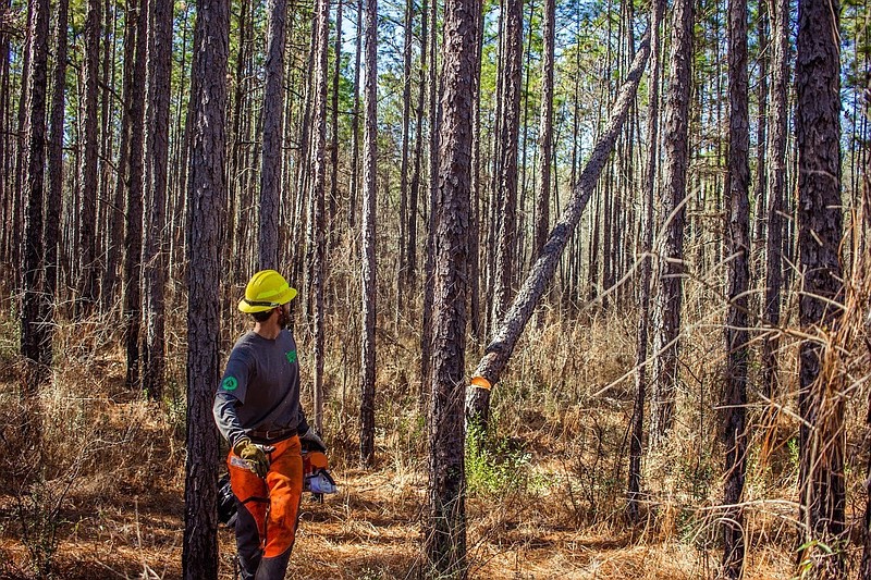 Alex Neny watches as a tree he cut falls. Neny is part of a veteran fire group that gives recent veteran experience and certifications to launch careers in wildfire fighting.