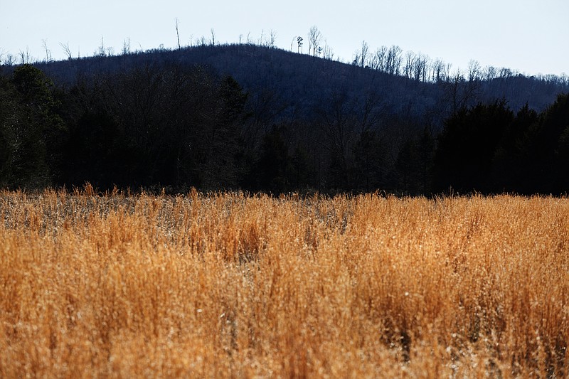 Shiloh Ridge is seen behind a field on Friday, Feb. 9, 2018, in Meigs County, Tenn. Angela Johnson, who is associated with white supremacist group Wotans Nation, has purchased a 44-acre property near the ridge in Meigs County.