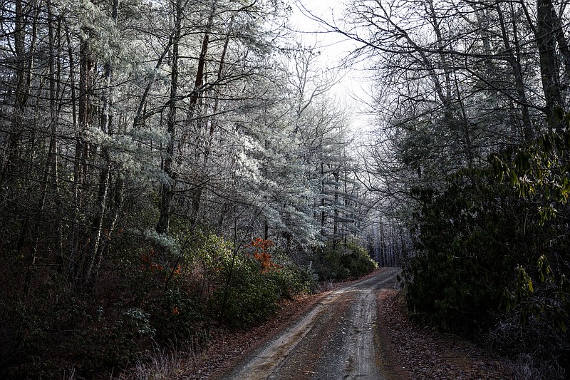 A dirt road leads to the Fodder Stack Trail of the Citico Creek Wilderness in the Cherokee National Forest on Thursday, Feb. 8, 2018, in Monroe County, Tenn. SAWS works exclusively with manual tools to maintain wilderness trails where gasoline-powered equipment is not allowed.