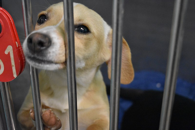 A puppy peeks out of its cage in the Walker County Animal Shelter and Adoption Center intake room. Puppies in this room are still too small to join the other dogs in the main area of the shelter, said shelter manager Stephanie McTaggart.