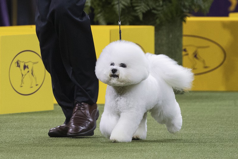 Bill McFadden shows Flynn, a bichon frise, in the ring during the non-sporting group during the 142nd Westminster Kennel Club Dog Show, Monday, Feb. 12, 2018, at Madison Square Garden in New York. Flynn won best in the non-sporting group. (AP Photo/Mary Altaffer)