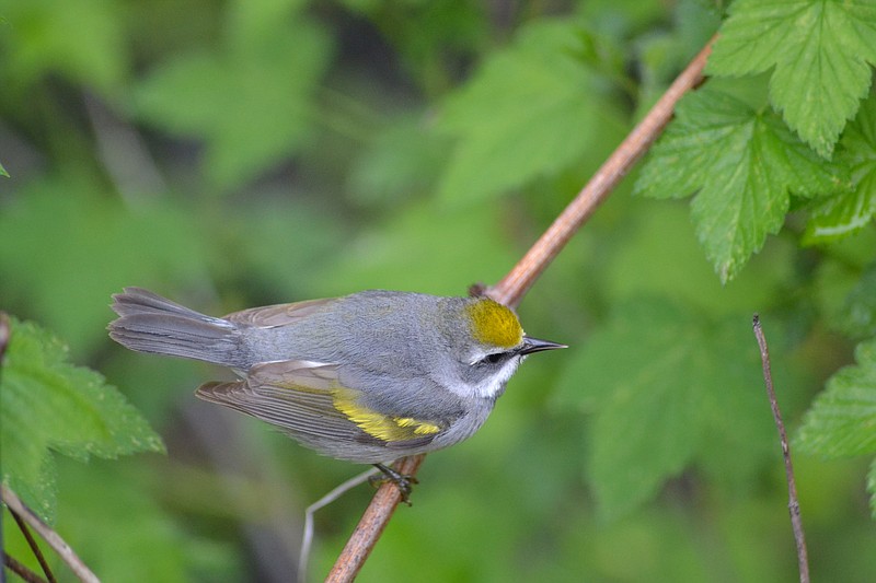 Golden-winged warbler (Vermivora chrysoptera)  