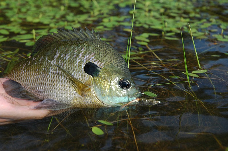 Small, common fish such as bream are usually easy for children to reel in.