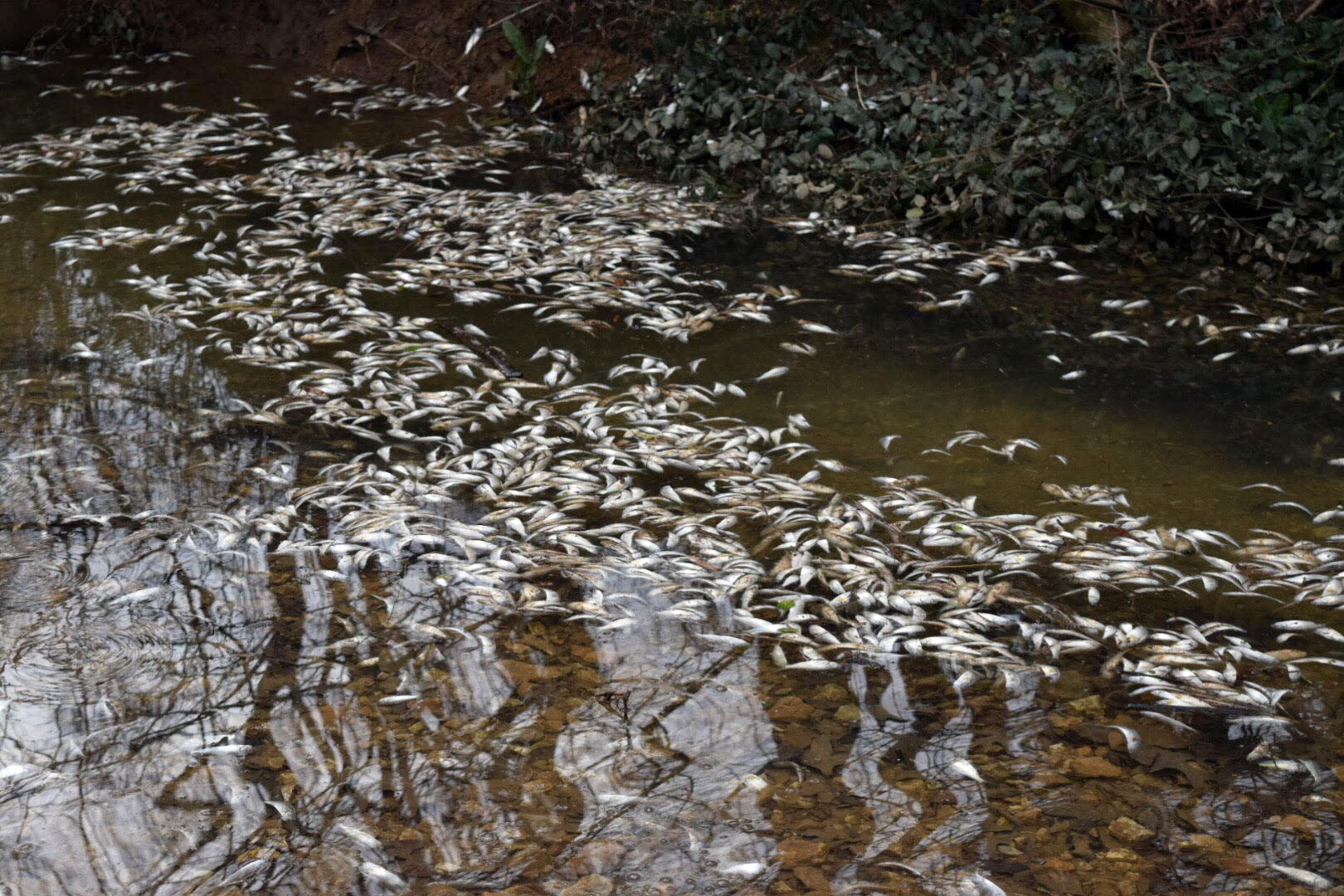 Chattanooga Times Free Press/ Mark Pace - Tens of thousands of fish perish Thursday in a small, unnamed tributary running parallel to Dupont Parkway in Hixson. The small stream feeds into the Tennessee River across from the Tennessee Riverpark.