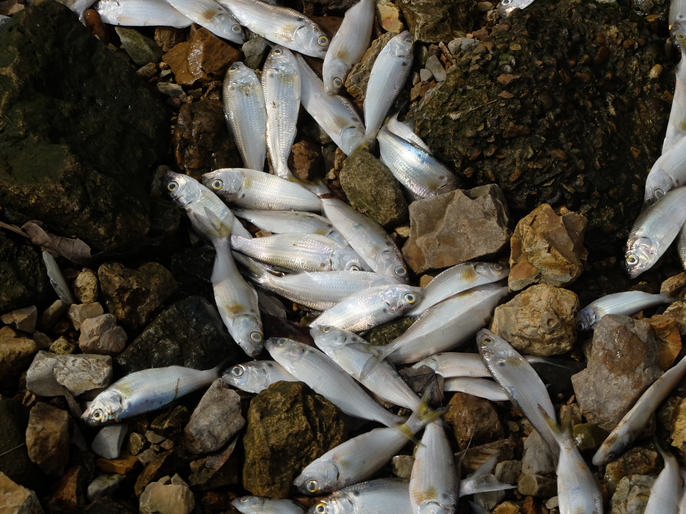 Tens of thousands of fish perish Thursday in a small, unnamed tributary running parallel to Dupont Parkway in Hixson. The small stream feeds into the Tennessee River across from the Tennessee Riverpark.