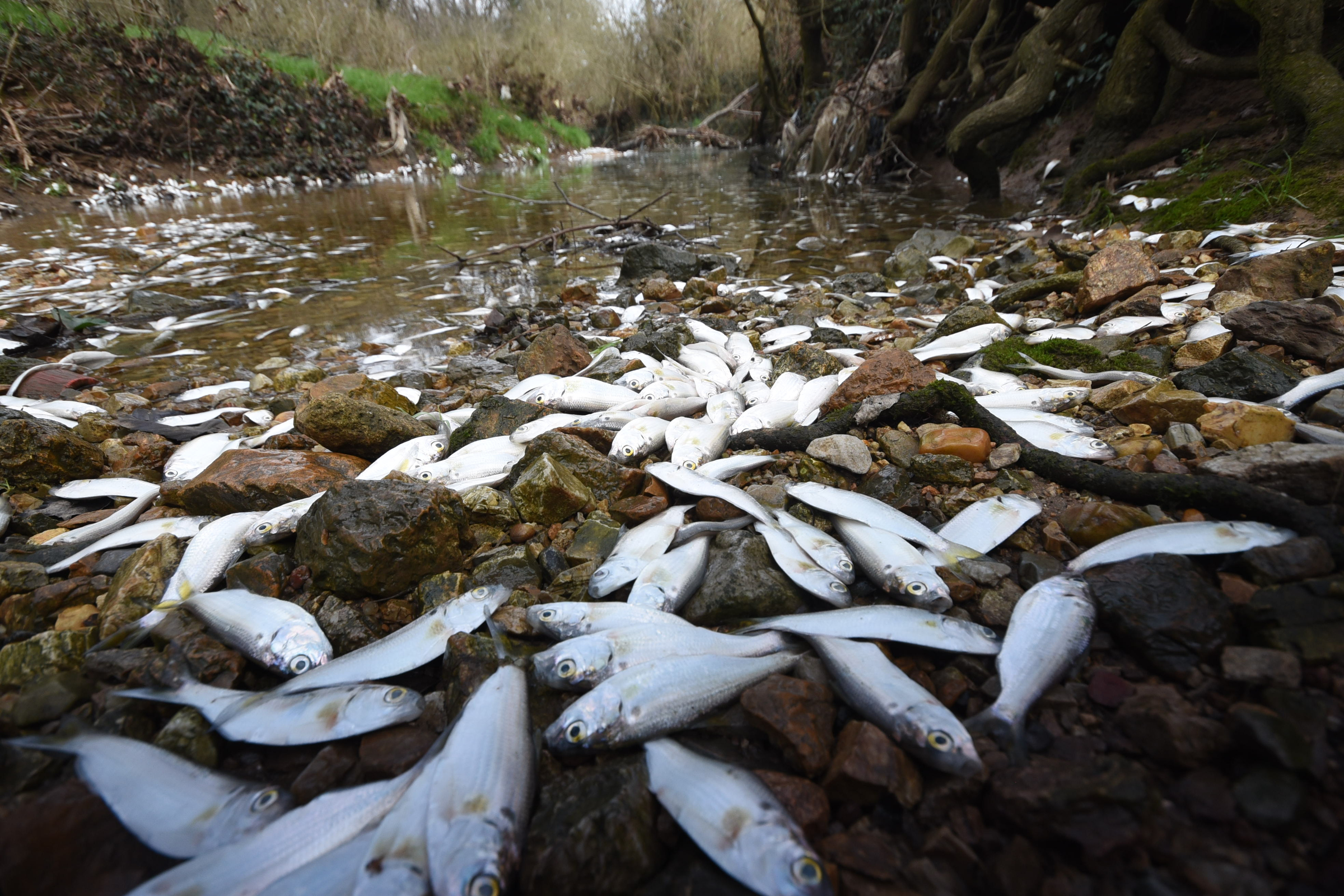 Tens of thousands of fish perish Thursday in a small, unnamed tributary running parallel to Dupont Parkway in Hixson. The small stream feeds into the Tennessee River across from the Tennessee Riverpark.