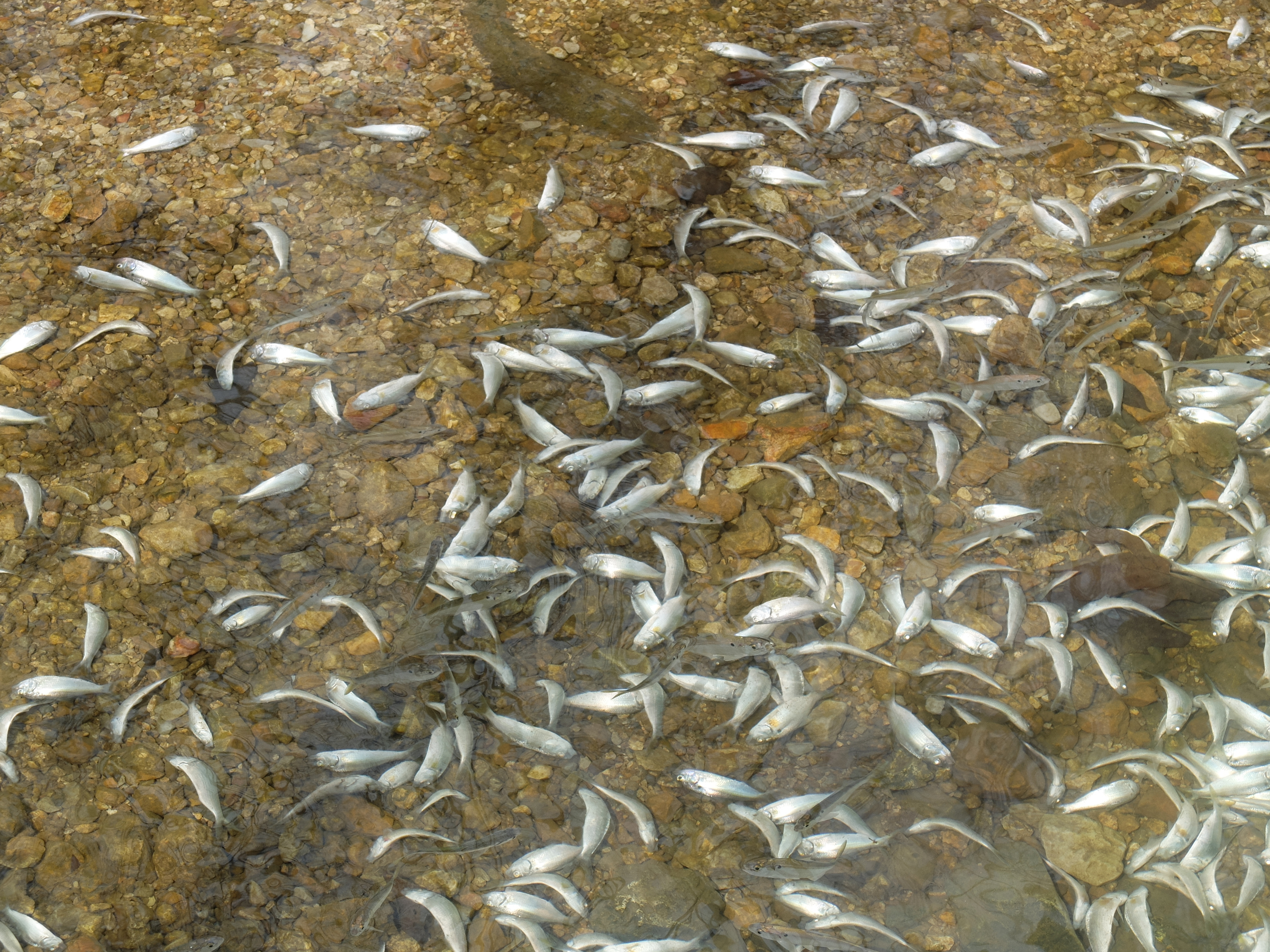 Tens of thousands of fish perish Thursday in a small, unnamed tributary running parallel to Dupont Parkway in Hixson. The small stream feeds into the Tennessee River across from the Tennessee Riverpark.
