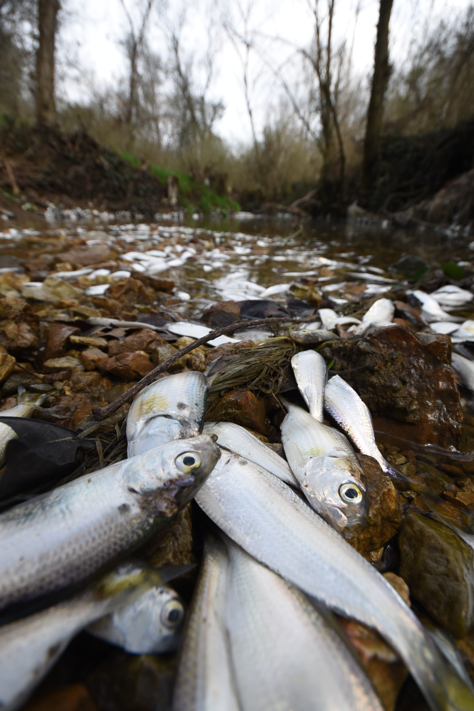 Tens of thousands of fish perish Thursday in a small, unnamed tributary running parallel to Dupont Parkway in Hixson. The small stream feeds into the Tennessee River across from the Tennessee Riverpark.