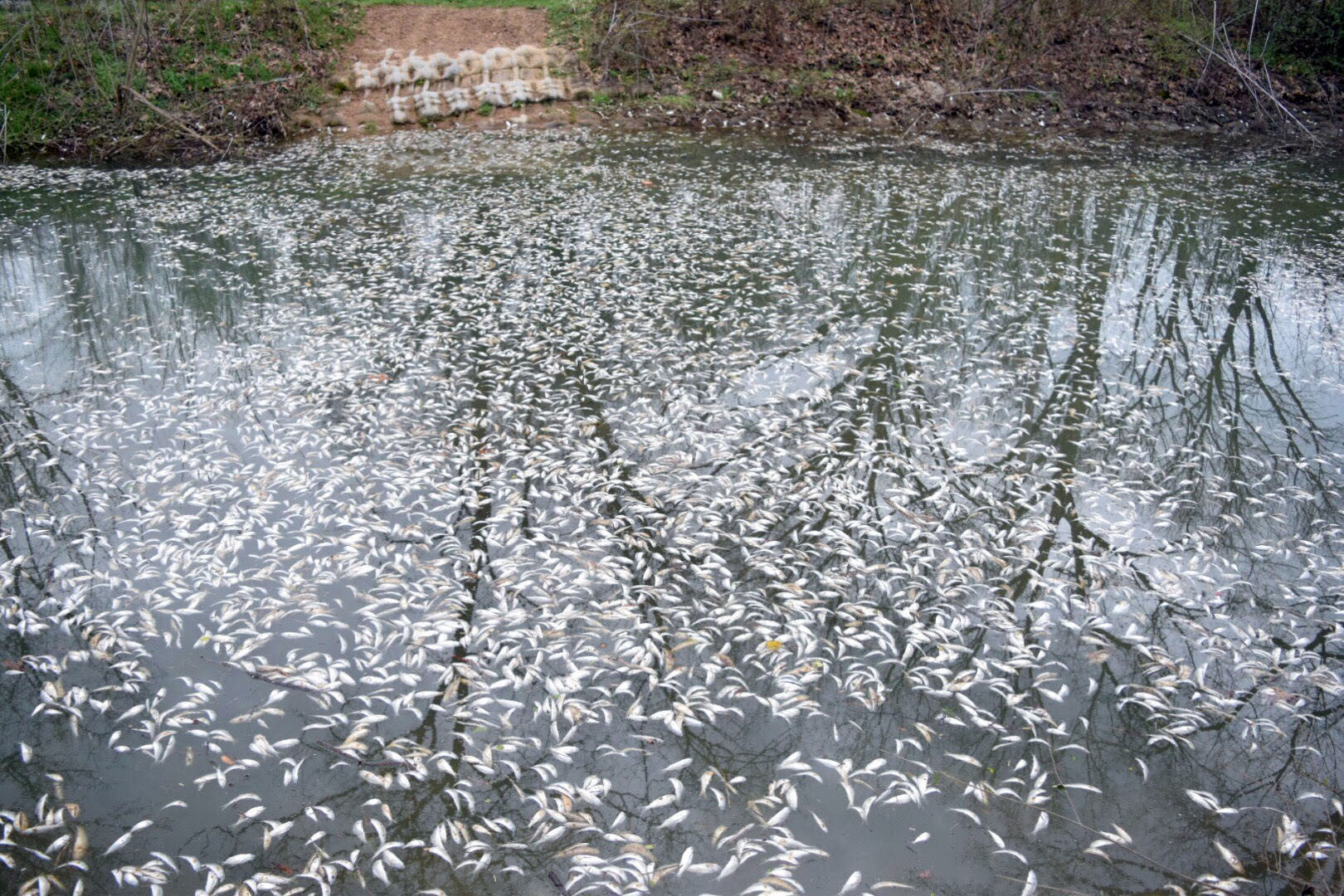 Chattanooga Times Free Press/ Mark Pace - Tens of thousands of fish perish Thursday in a small, unnamed tributary running parallel to Dupont Parkway in Hixson. The small stream feeds into the Tennessee River across from the Tennessee Riverpark.