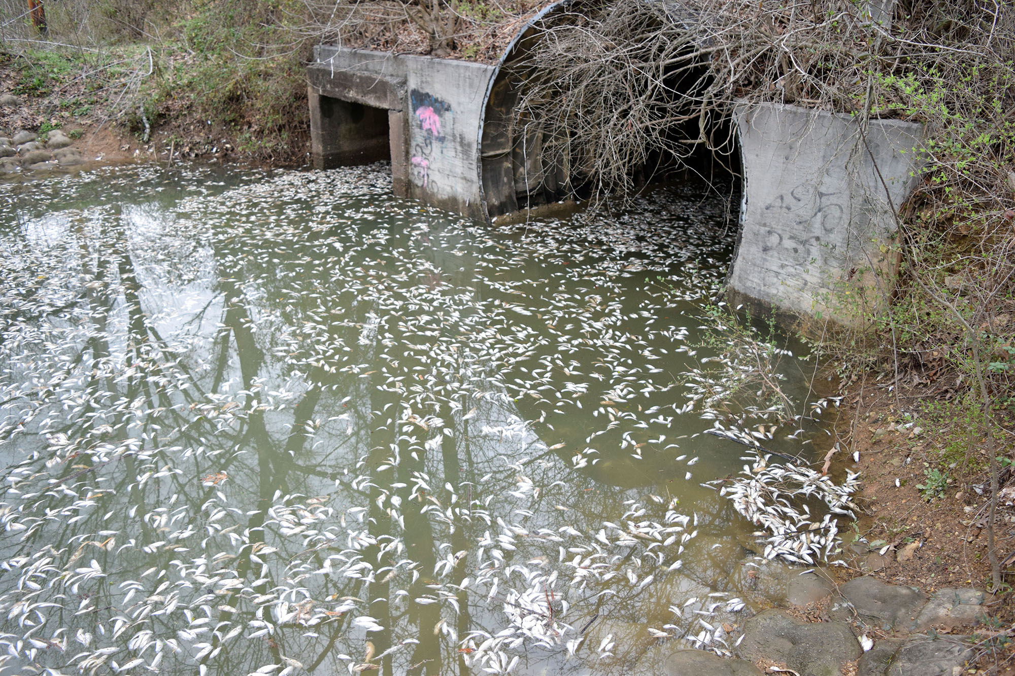 Chattanooga Times Free Press/ Mark Pace - Tens of thousands of fish perish Thursday in a small, unnamed tributary running parallel to Dupont Parkway in Hixson. The small stream feeds into the Tennessee River across from the Tennessee Riverpark.
