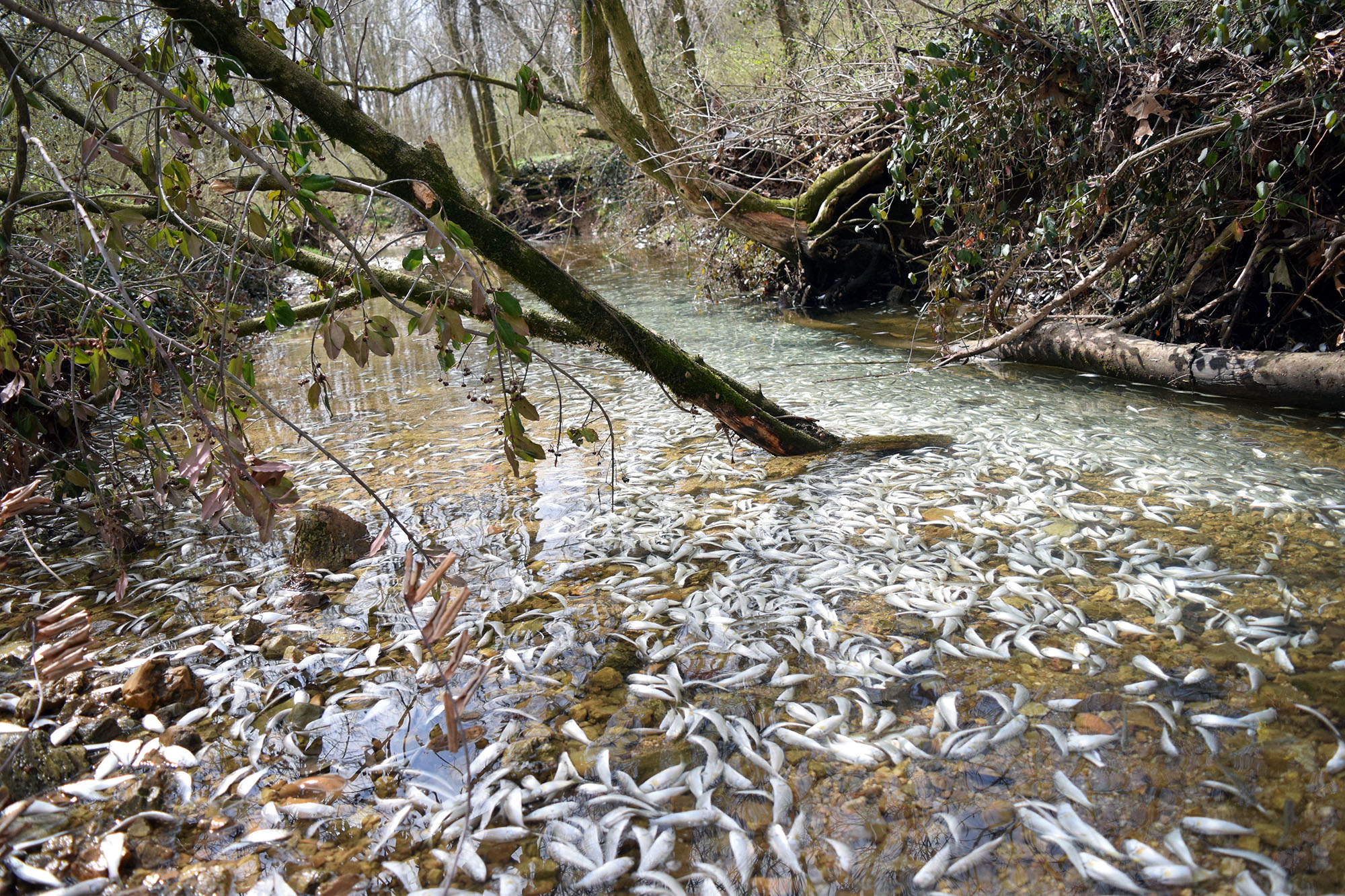Chattanooga Times Free Press/ Mark Pace - Tens of thousands of fish perish Thursday in a small, unnamed tributary running parallel to Dupont Parkway in Hixson. The small stream feeds into the Tennessee River across from the Tennessee Riverpark.