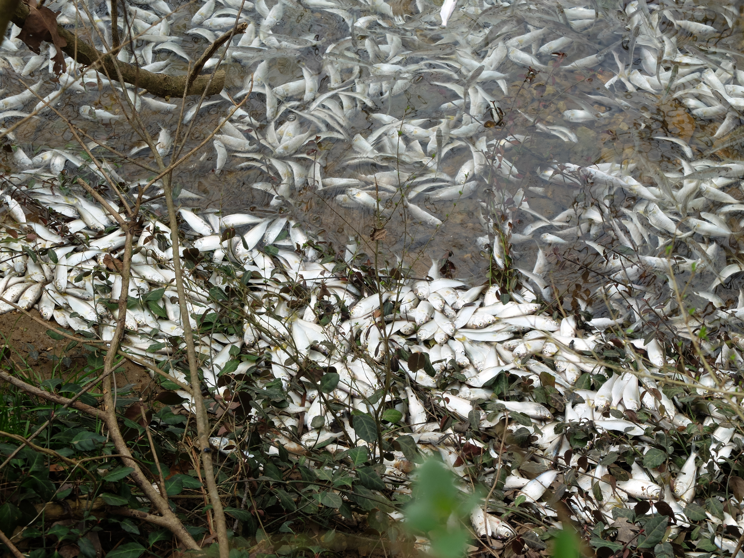 Tens of thousands of fish threadfin and gizzard shad perish Thursday in a small, unnamed tributary that runs parallel to Dupont Parkway in Hixson. The small stream feeds into the Tennessee River across from the Tennessee Riverpark.