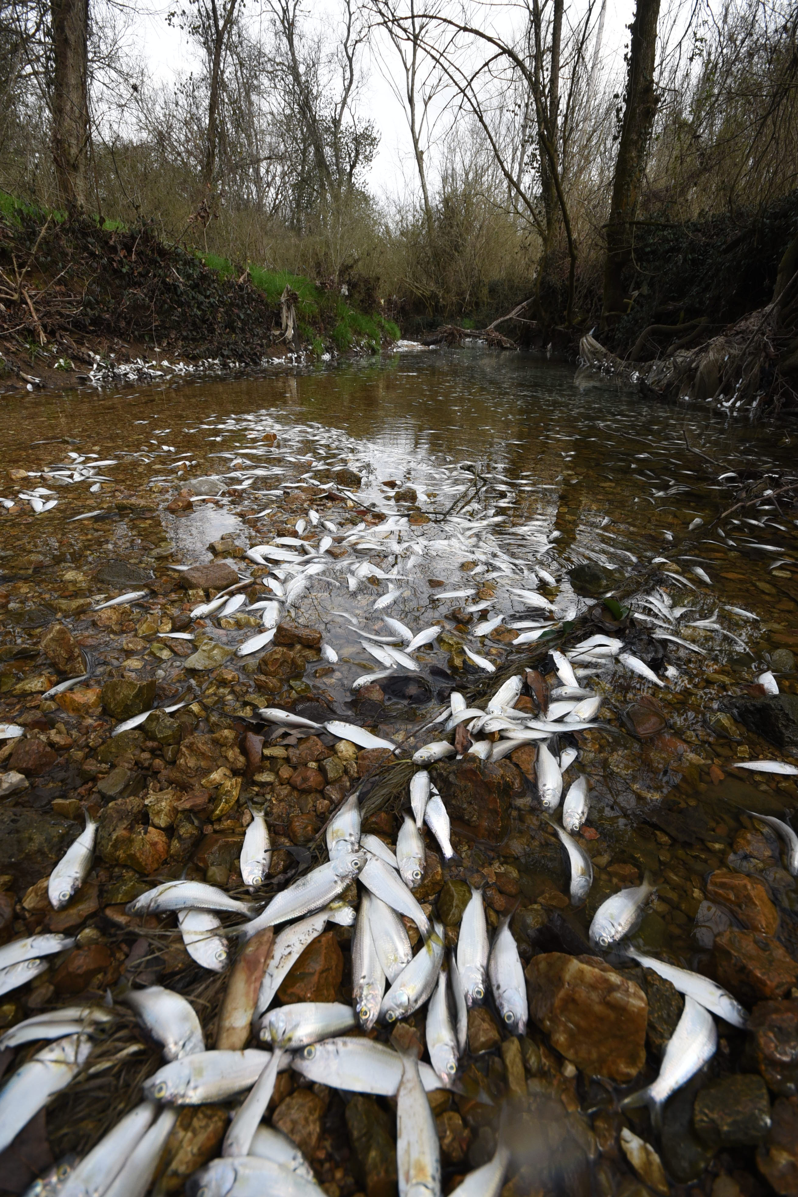 Tens of thousands of fish perish Thursday in a small, unnamed tributary running parallel to Dupont Parkway in Hixson. The small stream feeds into the Tennessee River across from the Tennessee Riverpark.