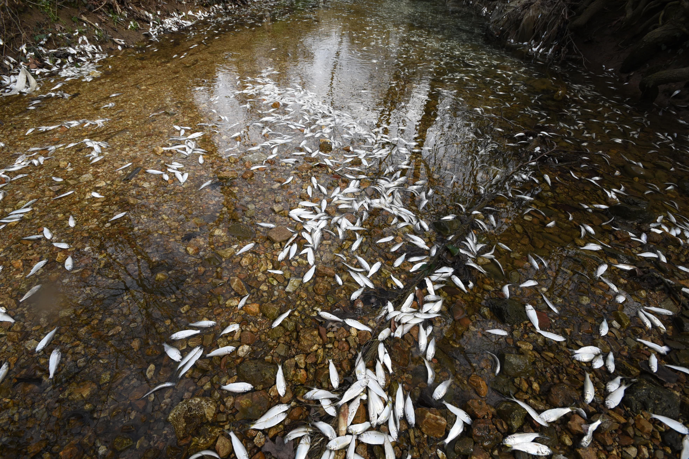 Tens of thousands of fish perish Thursday in a small, unnamed tributary running parallel to Dupont Parkway in Hixson. The small stream feeds into the Tennessee River across from the Tennessee Riverpark.