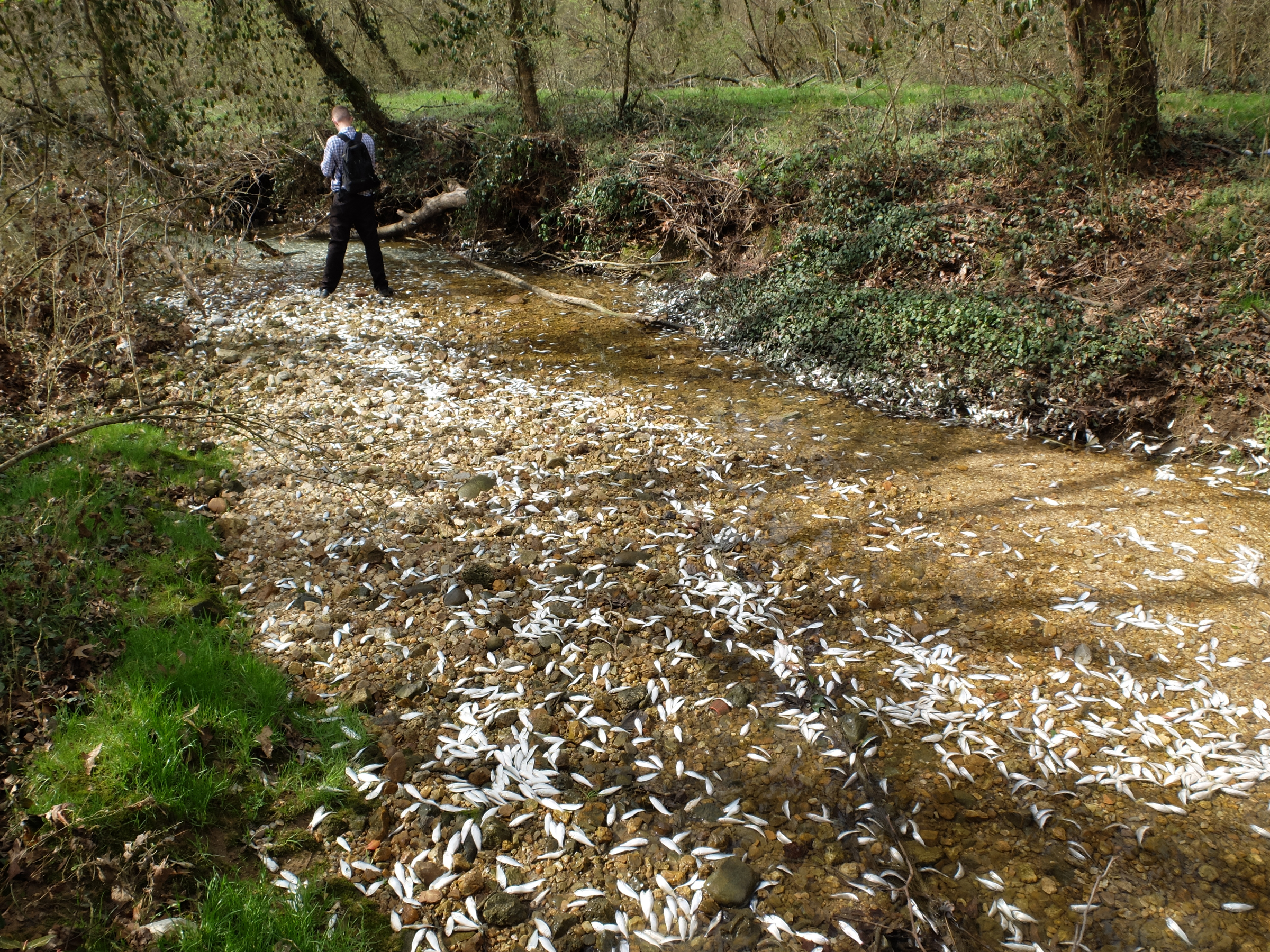 Tens of thousands of fish perish Thursday in a small, unnamed tributary running parallel to Dupont Parkway in Hixson. The small stream feeds into the Tennessee River across from the Tennessee Riverpark.
