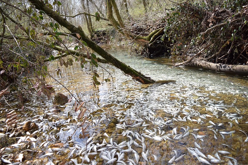 Tens of thousands of dead and dying fish have been found in a small creek off DuPont Parkway.