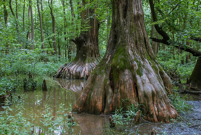 Big Cypress Tree State Park lies within the floodplain of the Middle Fork of the Obion River in West Tennessee.