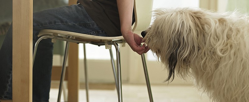 are unsalted potato chips bad for small dogs