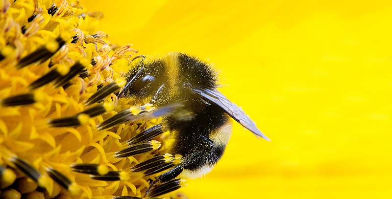 Bumblebee in flower on yellow background. 