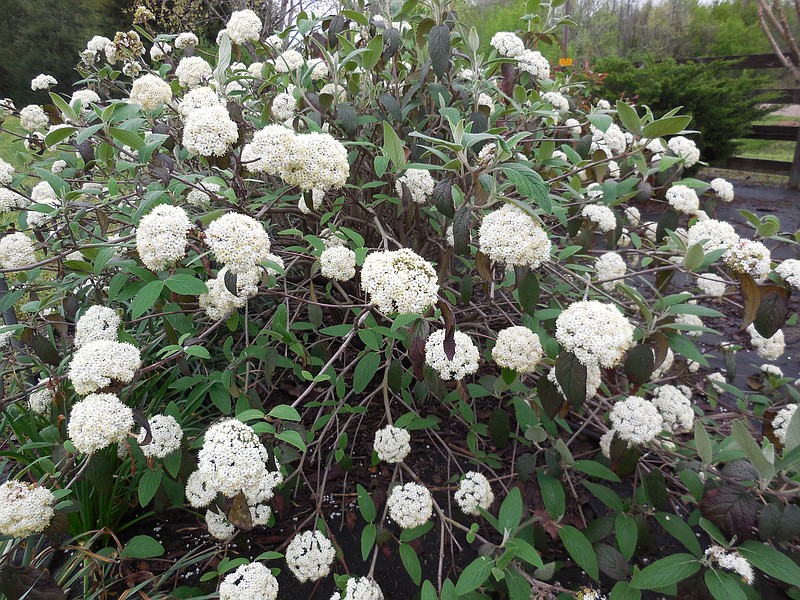 Viburnum xrhytidophylloides Alleghany displays beautiful white flowers in the spring that develop into red to black drupes in the fall. In the winter, the leaves turn purple, which can be beautiful against a snowy backdrop. (Photos: J. Dimond, courtesy University Institute of Agriculture)