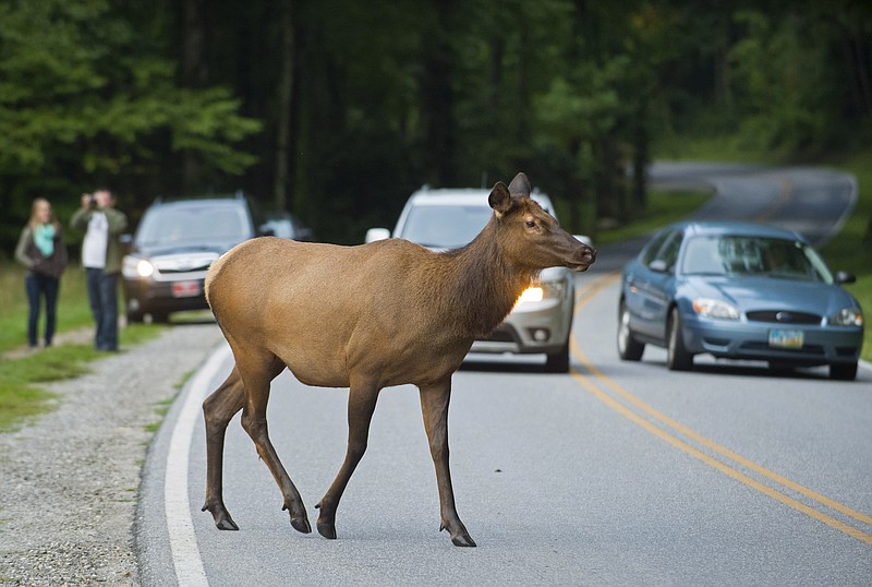 A female elk stops traffic while crossing Highway 441 in the Great Smoky Mountains National Park outside Cherokee, N.C.