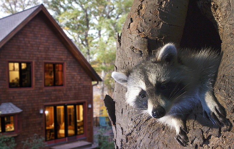 A raccoon featured in a new 3D film about backyard wilderness is shown in this contributed photo. The Wild Around You 3D premieres at the Tennessee Aquarium March 16.