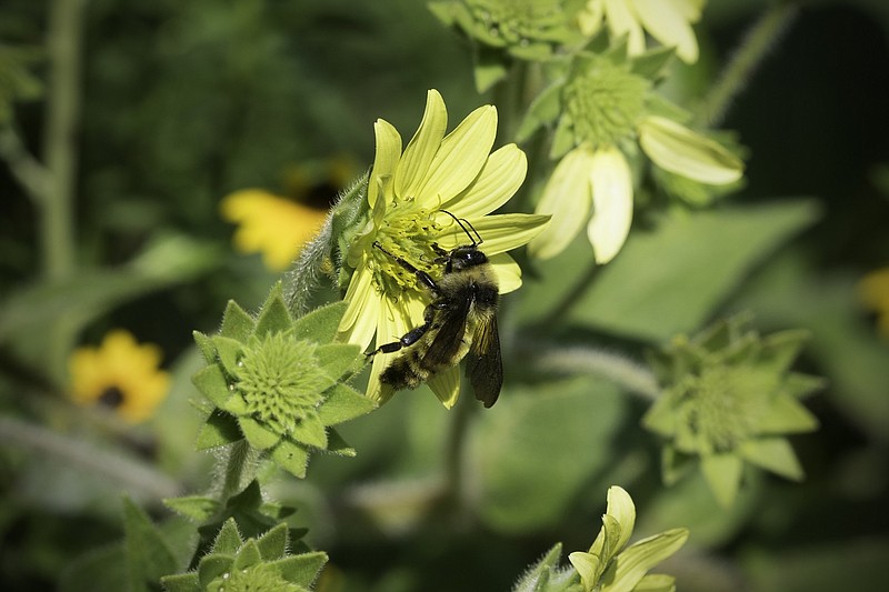 Northern Golden bumblebee on Mohr's Rosinweed. (Contributed Photo)