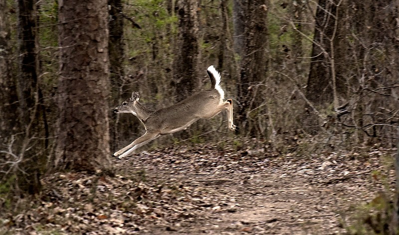 The Tennessee Wildlife Resources Agency is proposing to expand import restrictions on deer, elk, moose and caribou carcasses.