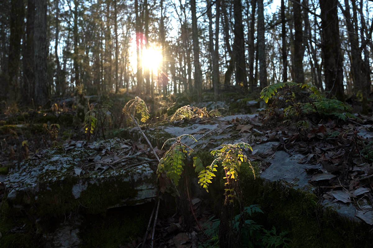 The plants tha line the trail are extremely varied for such a small space. Be sure to take in the moss and tiny ferns.