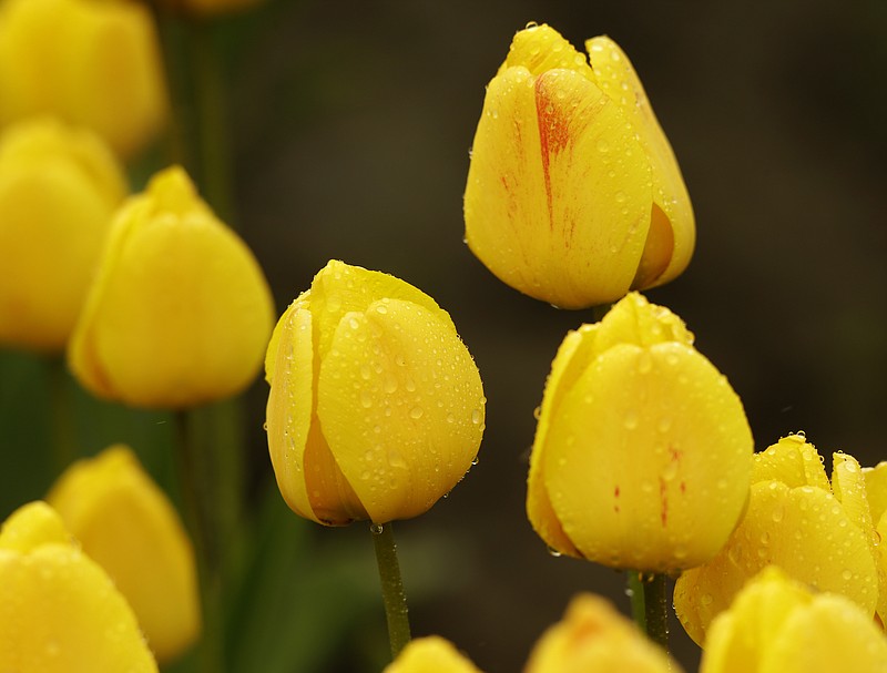 FILE - In this April 16, 2014, file photo, tulips planted in a field near Mount Vernon, Wash. glisten with rain drops. The area is host to the Skagit Valley Tulip Festival. (AP Photo/Ted S. Warren, File)
