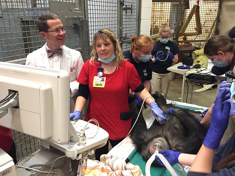 Three of the Chattanooga Zoo's seven chimpanzees received heart checkup this week as part of their yearly physical exam.