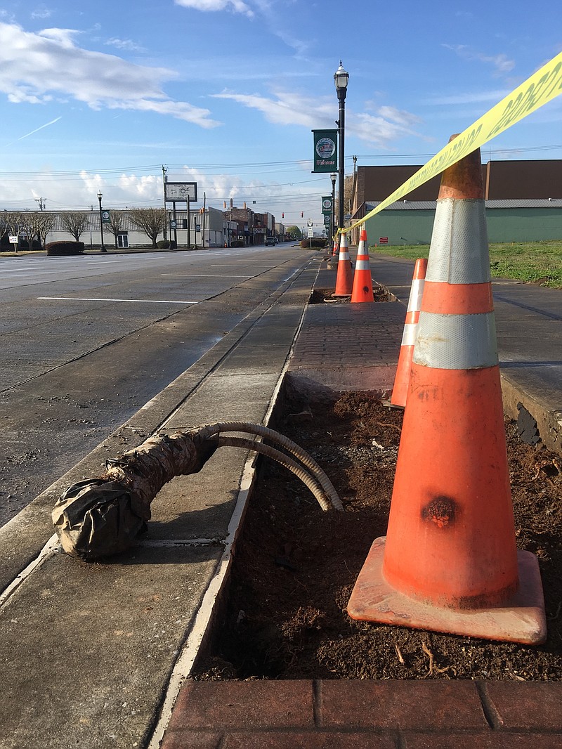 Current work being done to replace the trees along Cedar Avenue.