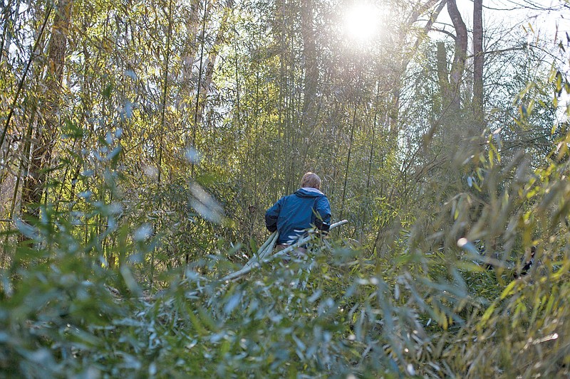 Dylan Sailors, a member of the Zoo Atlanta bamboo team, hauls bamboo into a clearing in Atlanta. Georgians are growing bamboo in their backyards to help feed the pandas at Zoo Atlanta.