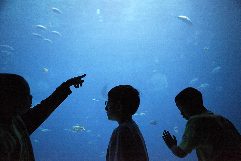 FILE - In this June 20, 2013 file photo, children take a closer look at an exhibit at the Georgia Aquarium in Atlanta.